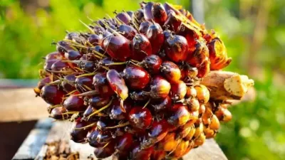 Harga Sawit Petani Turun Setelah Pengumuman Kebijakan DSI
