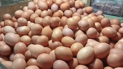 Harga Telur Turun, Pemerintah Libatkan Program MBG Serap Produksi Peternak