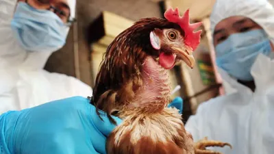 Deteksi Flu Burung H5 di Australia Jadi Temuan Perdana di Benua Terakhir