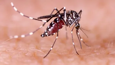 Gejala Zika Sulit Terdeteksi, Ini Penjelasan Epidemiolog