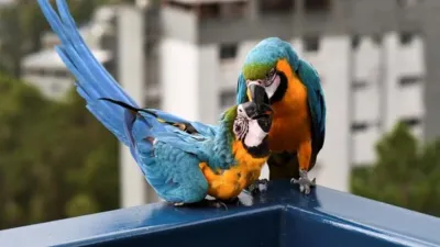 Penebangan Palem Ancam Regenerasi Burung Macaw di Caracas