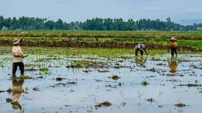 Satgas PRR Sebut Ribuan Hektare Sawah Terdampak Bencana Sumatera Sudah Ditanami