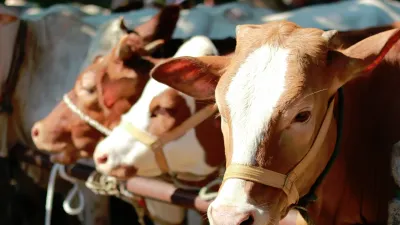 Harga Hewan Kurban di Jakarta Naik Jelang Iduladha 2026