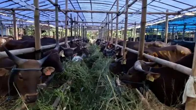 Hewan Kurban di Jakarta Pusat Diawasi Ketat Jelang Iduladha 2026