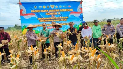 Panen Raya Jagung Sukoharjo Diikuti Polri, Presiden Klaim Impor Berhenti