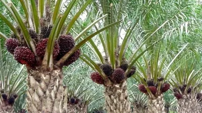 Sawit Papua dan Makna Deforestasi yang Diperdebatkan