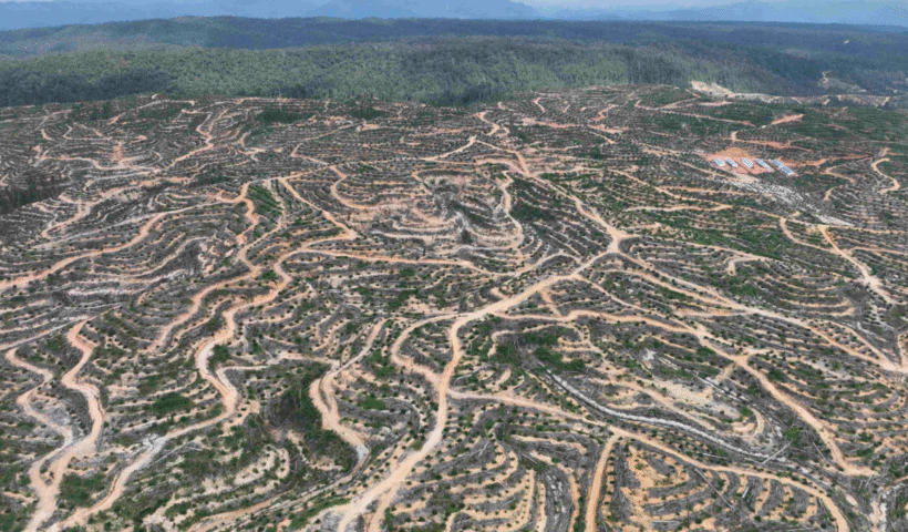 deforestasi di indonesia