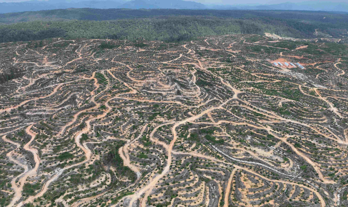 deforestasi di indonesia