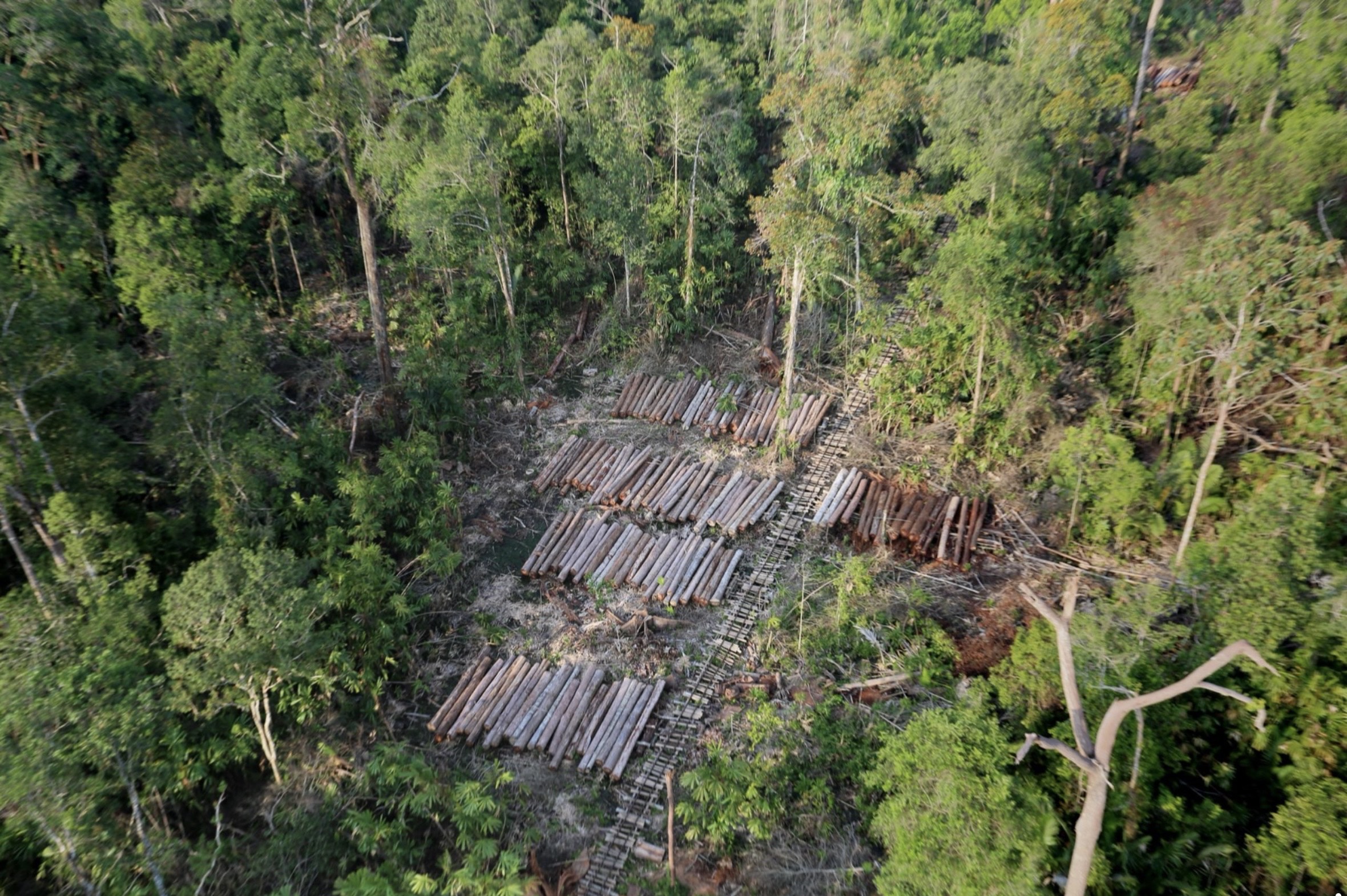 Tangkapan layar foto tumpukan kayu di Riau, Sumatera. Foto udara penebangan di hutan dataran rendah Riau, Indonesia, dari Mongabay.