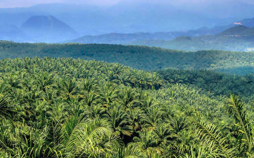 ilustrasi kebun sawit
