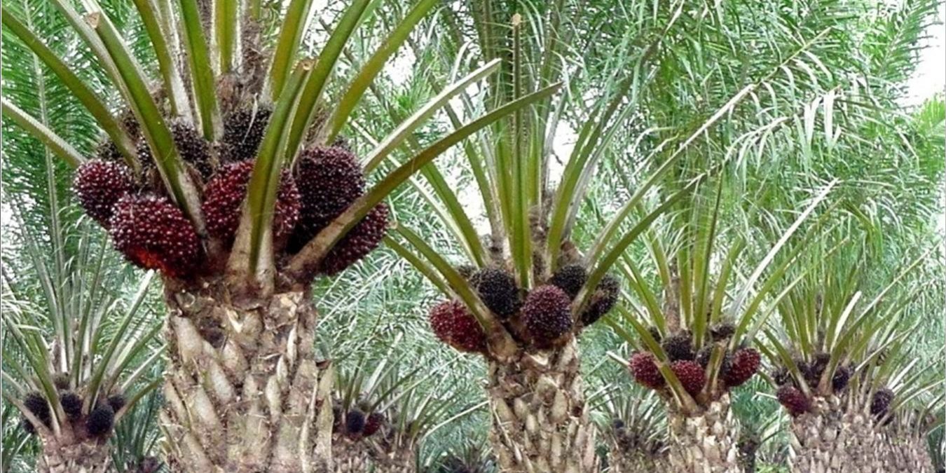 kebun sawit