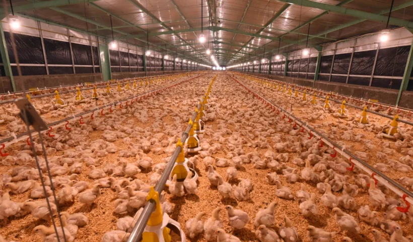 Danantara Hilirisasi Ayam