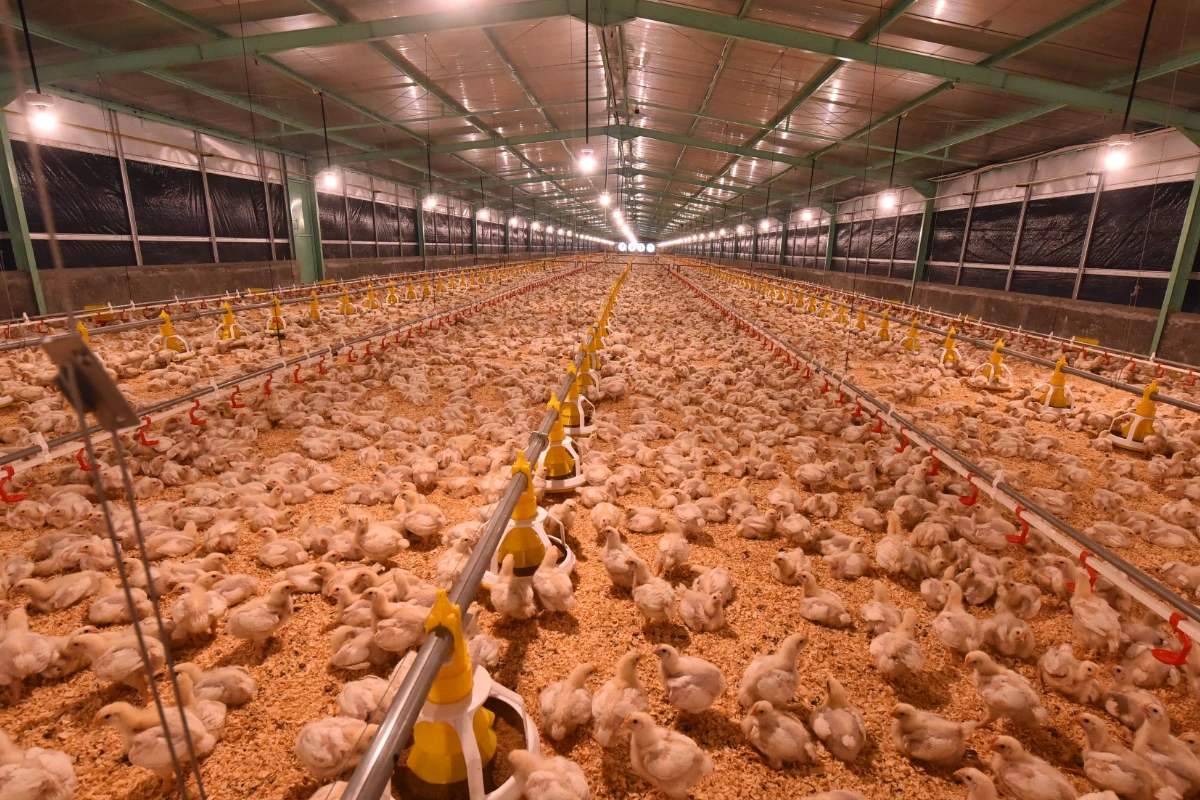 Danantara Hilirisasi Ayam