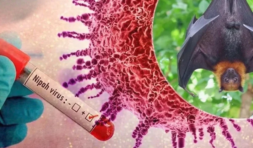 penularan virus Nipah