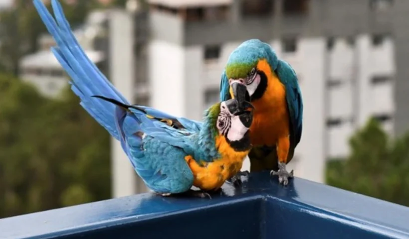 burung macaw