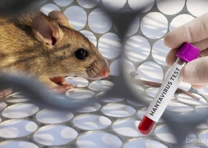 hantavirus