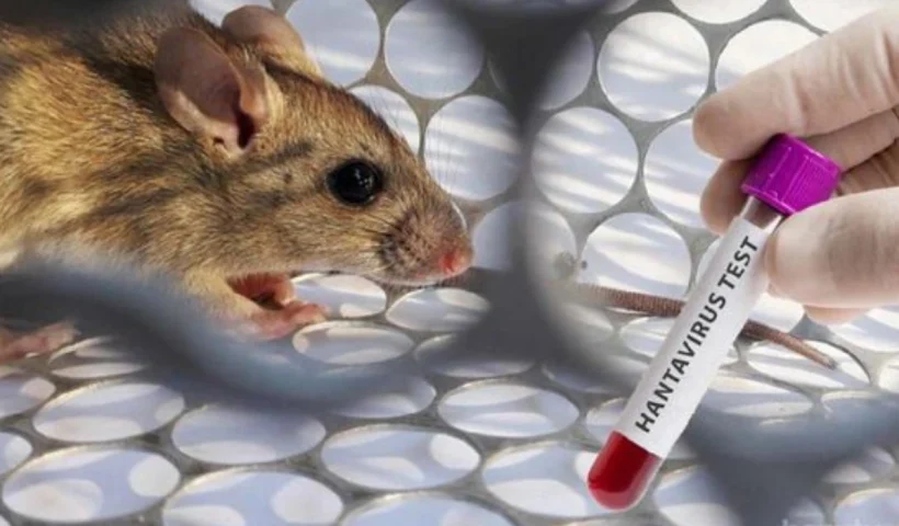 hantavirus