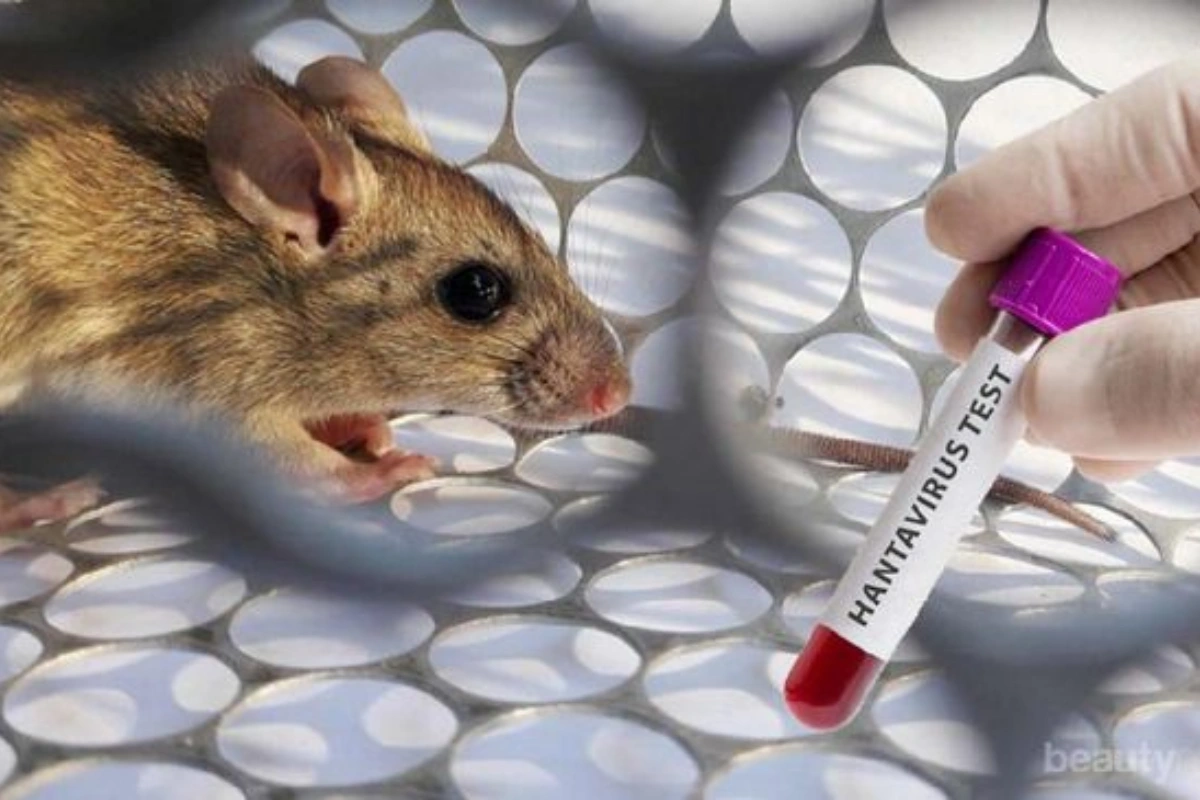 hantavirus