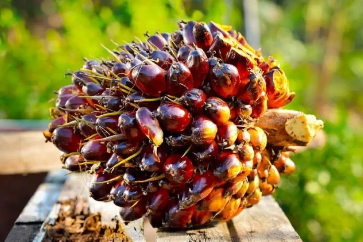 Harga Sawit