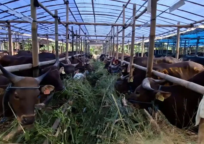 Hewan Kurban jakarta