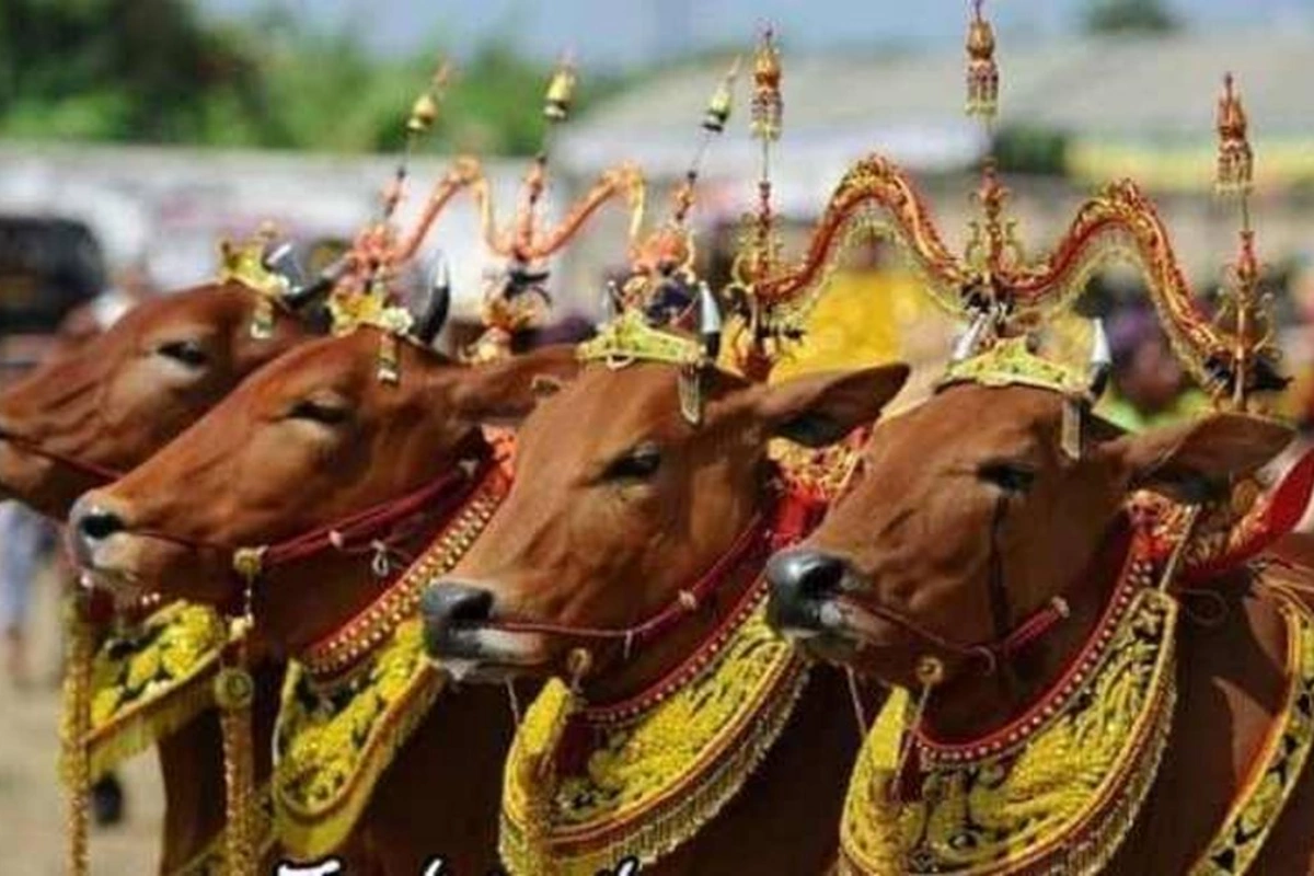 Tradisi Manten Sapi