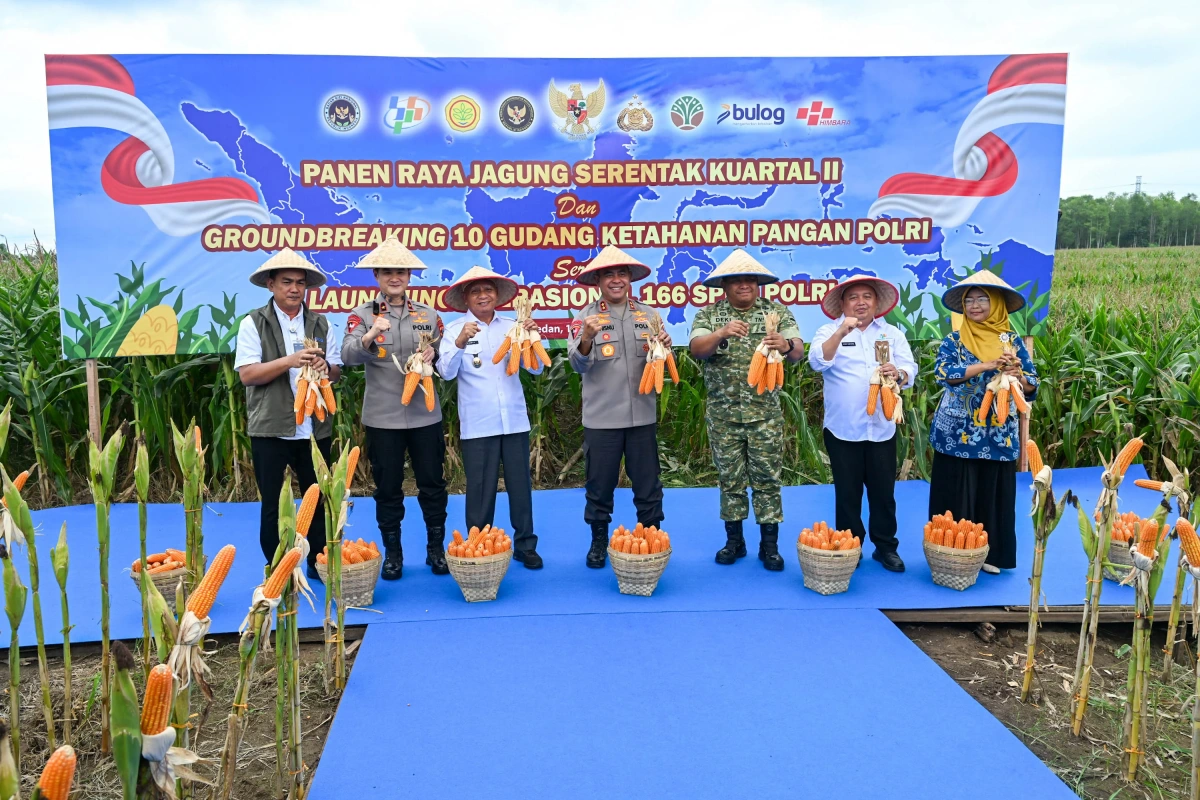 Panen Raya Jagung Tanjung Morawa