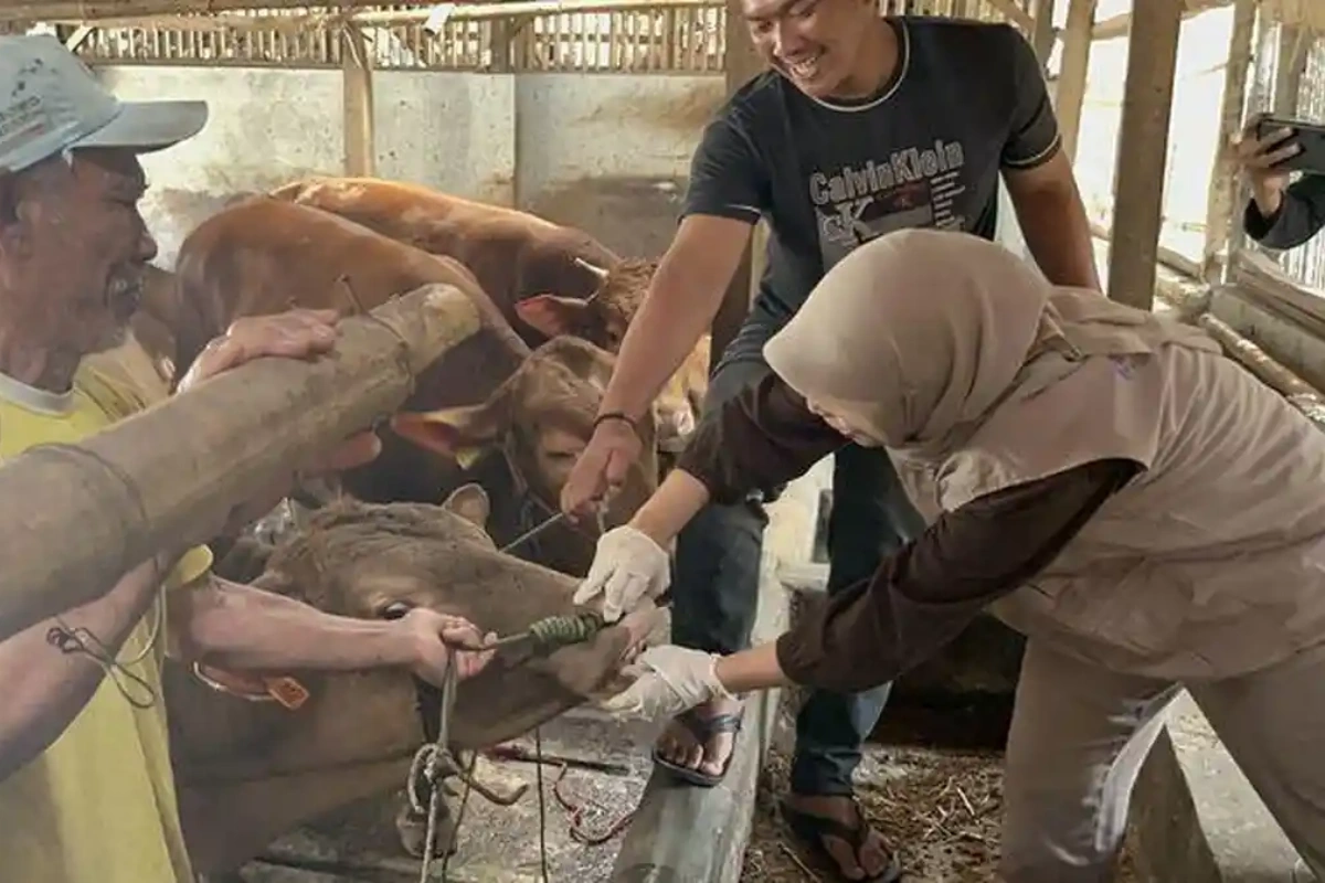 Pemeriksaan Kesehatan Hewan Kurban Ciamis