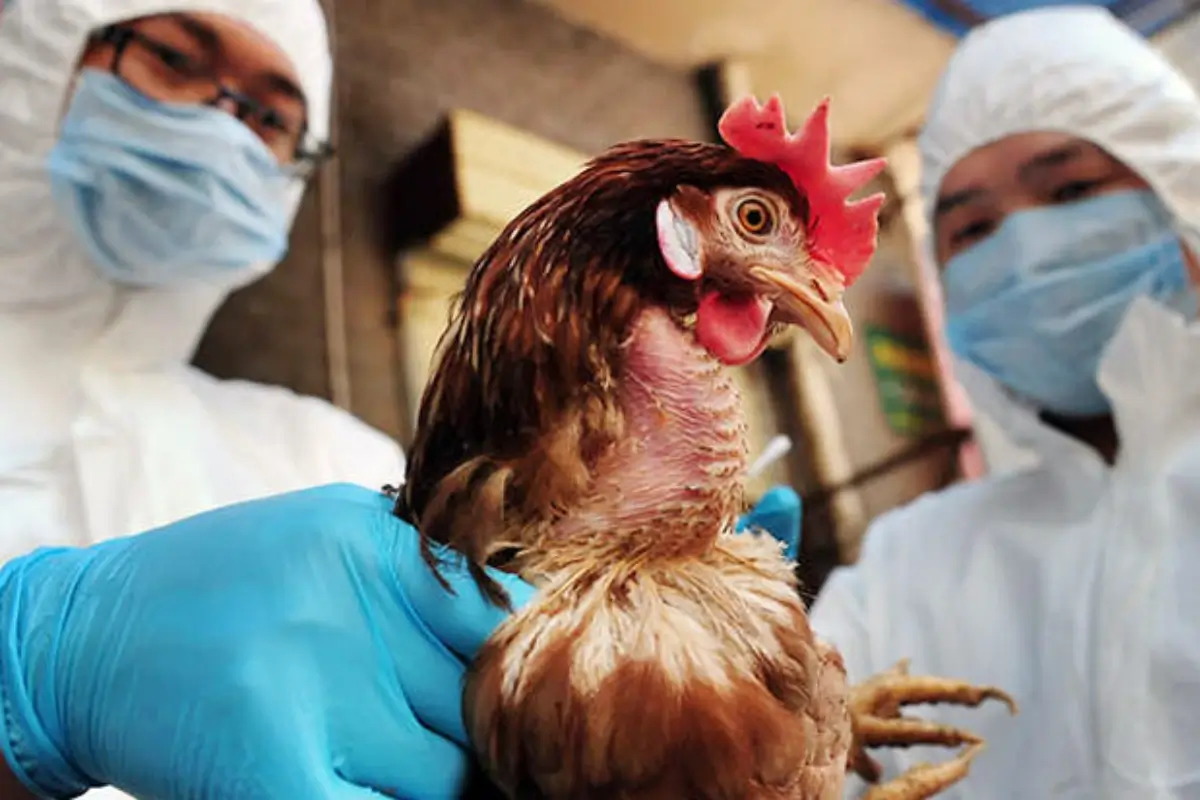 Flu burung Australia