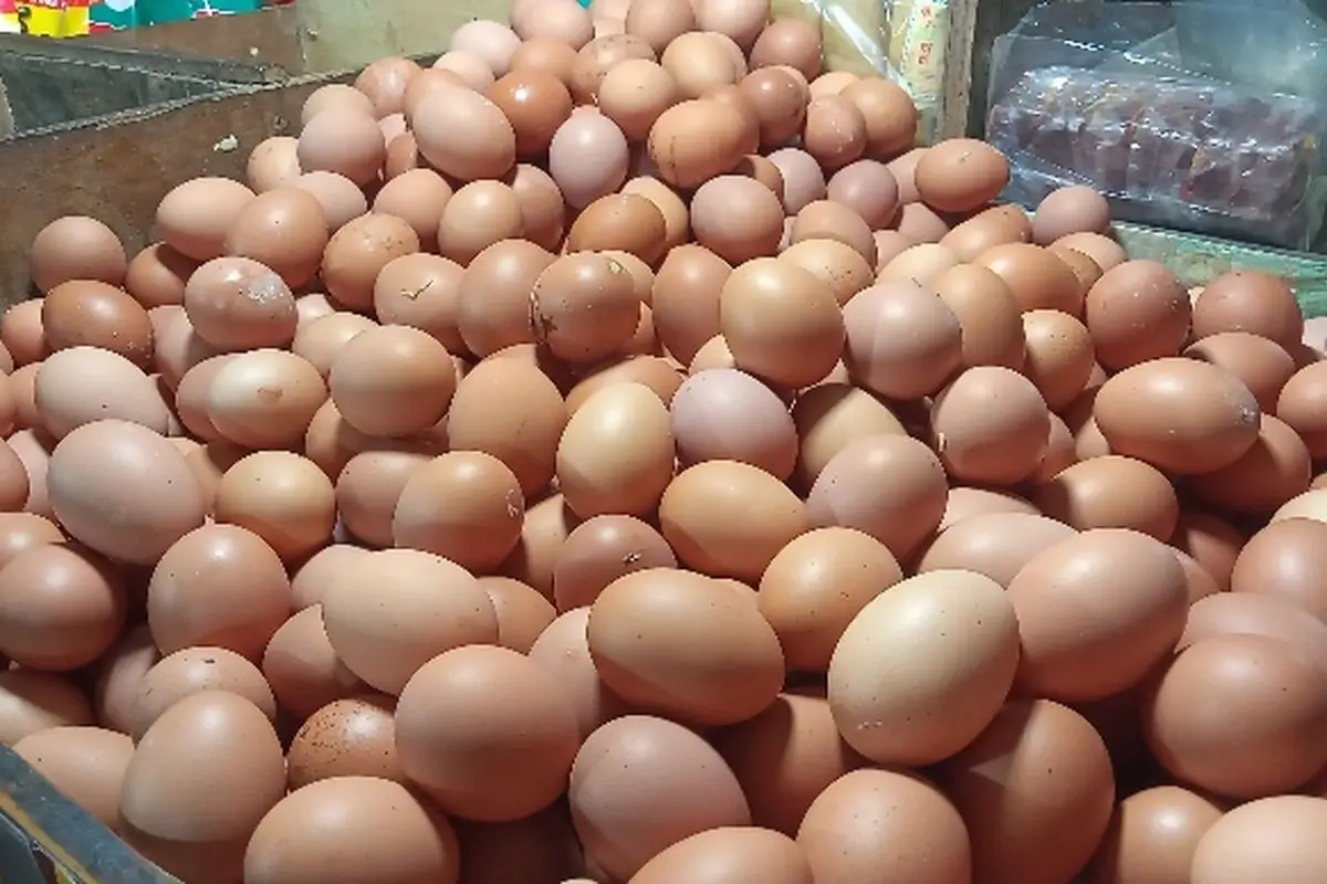 harga telur hari ini