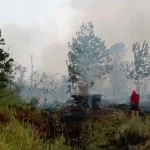 Asap Karhutla Mulai Dekati Habitat Orangutan, Ini Dampaknya