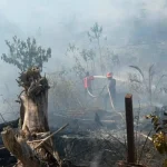 Karhutla Berau, Menhut Pastikan Habitat Orangutan Tak Terancam