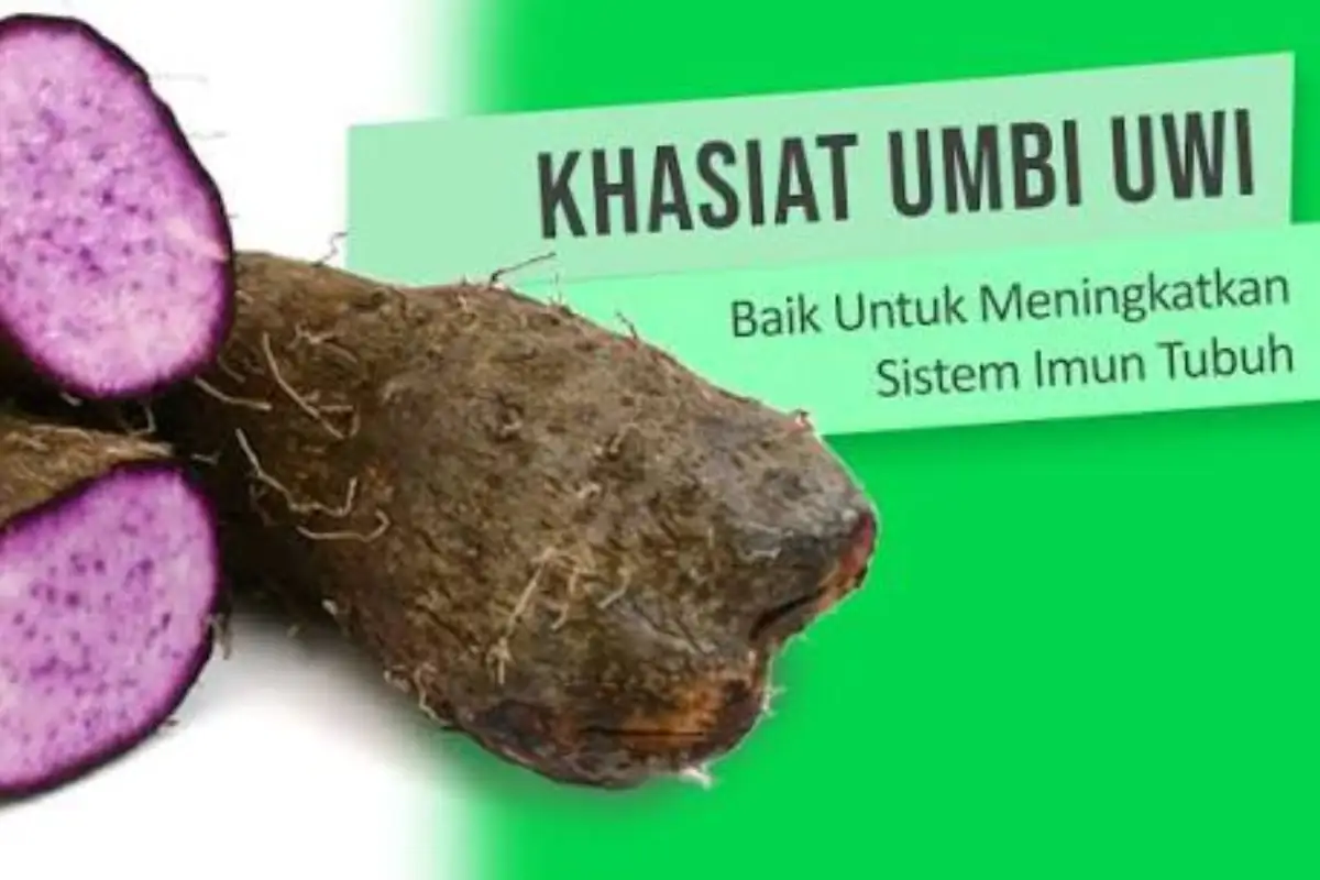 ube atau uwi ungu, bahasa kita